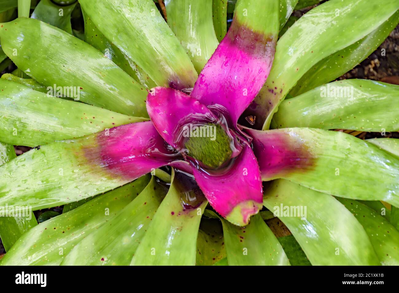 Brazilian bromeliad leaves native to rain forest Stock Photo