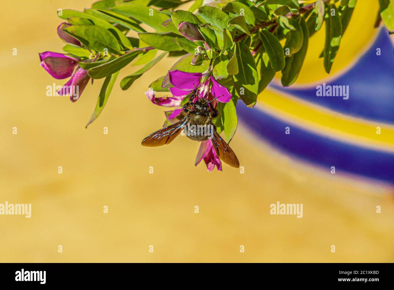 Xylocopa violacea,  Violet Carpenter Bee Stock Photo
