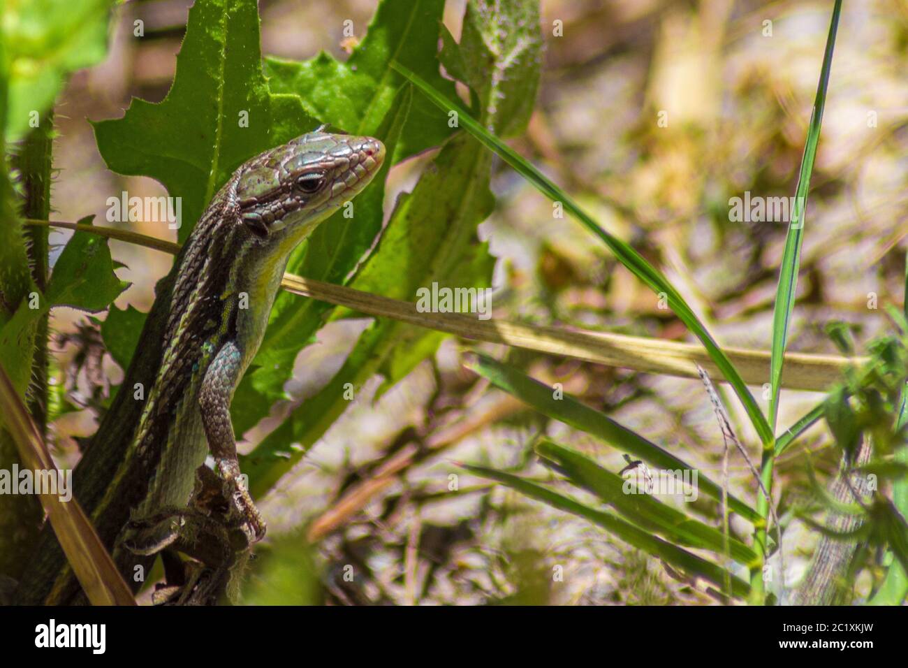Algerian psammodromus lizard hi-res stock photography and images - Alamy