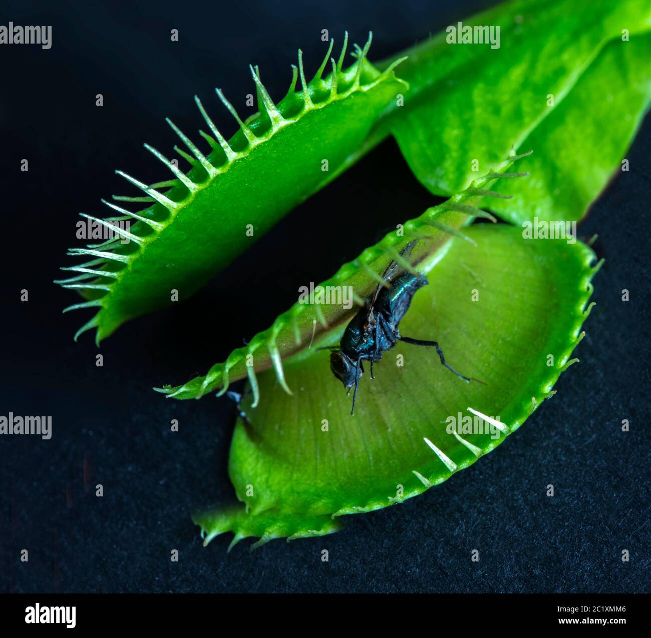Venus Fly Trap  SCIENCE, BIOLOGY, A Venus Fly Trap (Dionaea muscipula) caught and digested a fly. The parts visible in the picture are undigestible an Stock Photo