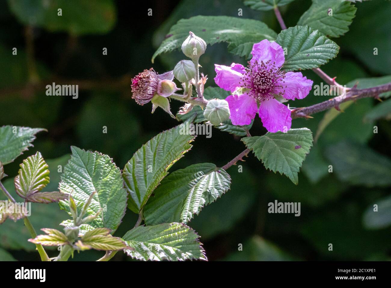 Rubus ulmifolius, Blackberry Flower Stock Photo Alamy