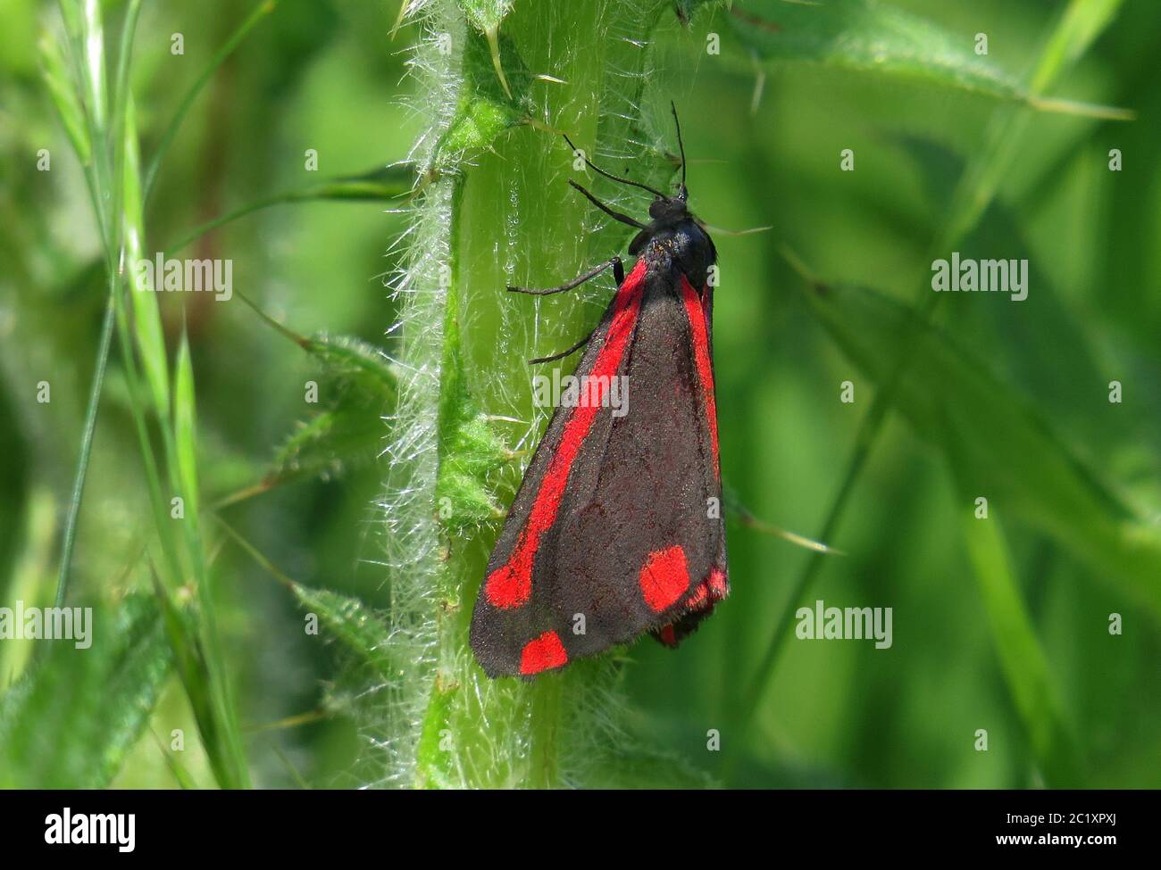 Cinnabar Moth Tyria Jacobaeae Stock Photo Alamy Cinnabar Moth Tyria Jacobaeae Stock Photo Alamy