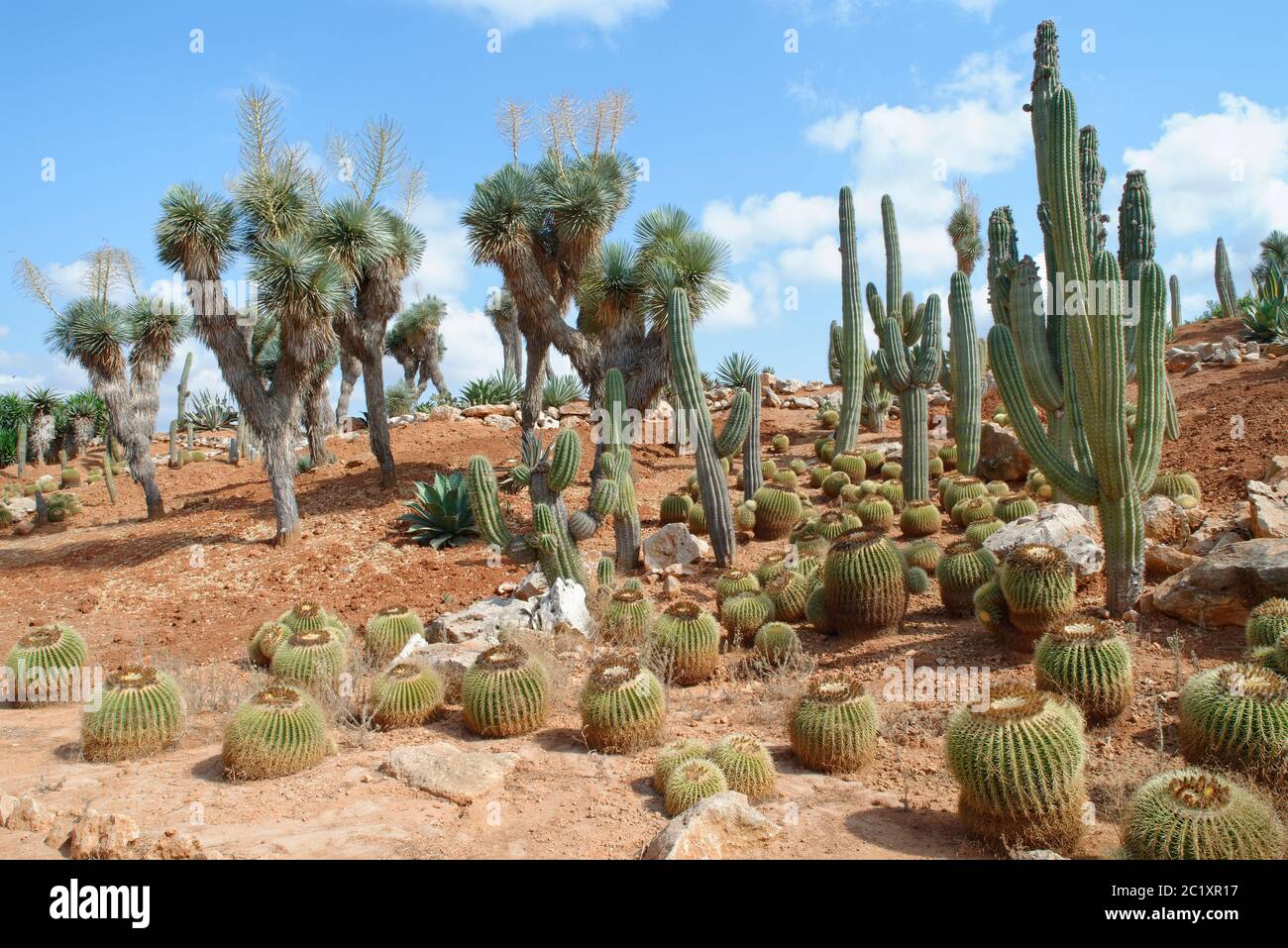 Saguaro cacti (Carnegiea gigantea), Golden barrel cacti (Echinocactus grusonii) and Yucca guatalmensis at Botanicactus Botanic Gardens, Mallorca Stock Photo