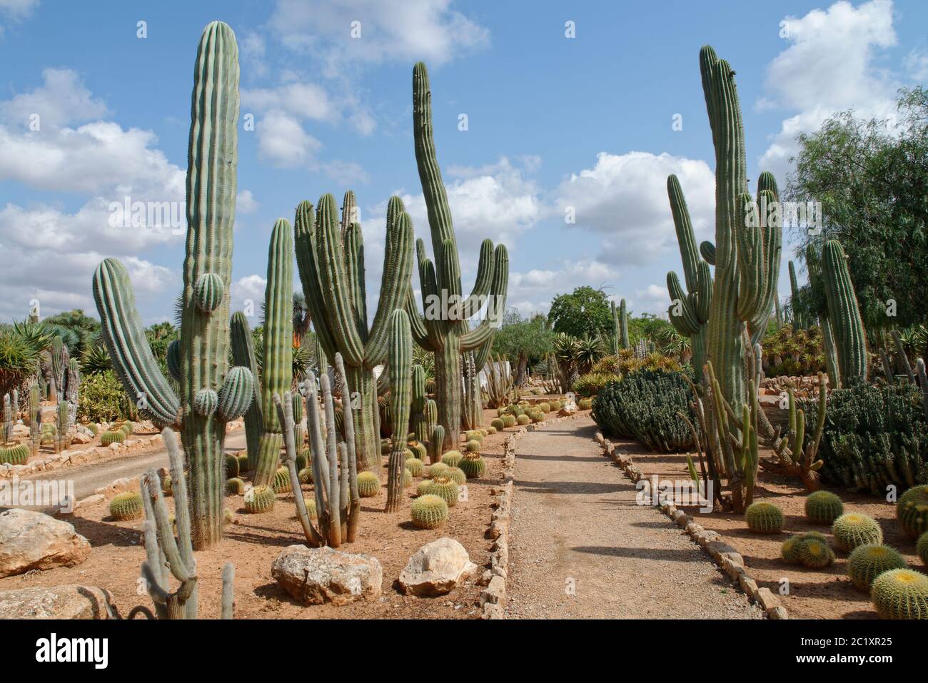 Saguaro cacti (Carnegiea gigantea), Golden barrel cacti (Echinocactus grusonii) and other desert plants at the Botanicactus Botanic Gardens, Mallorca. Stock Photo