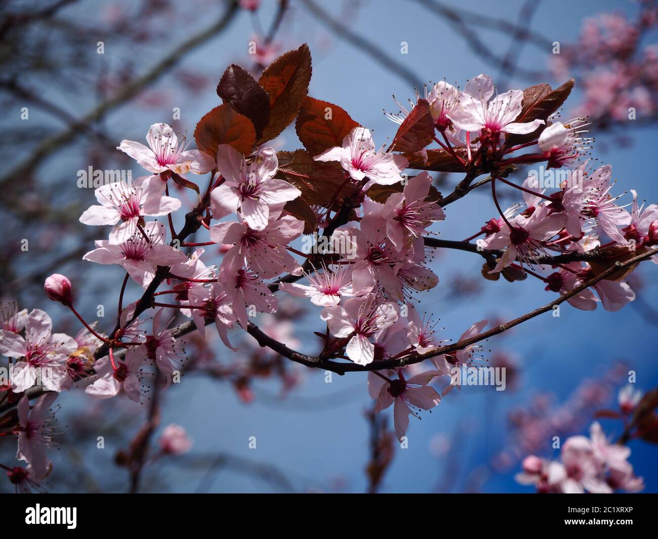 Closeup of pink cherry blossom in spring with a blue sky background Stock Photo