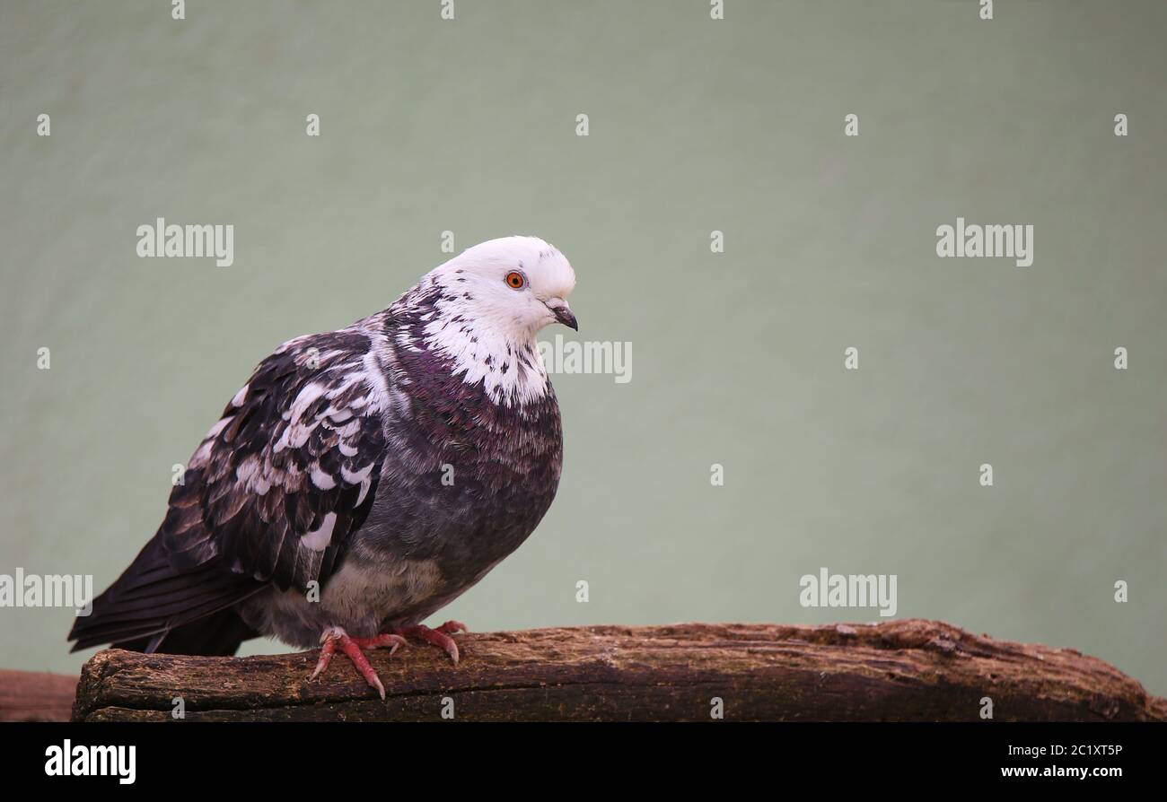 House Pigeon with white Head Stock Photo