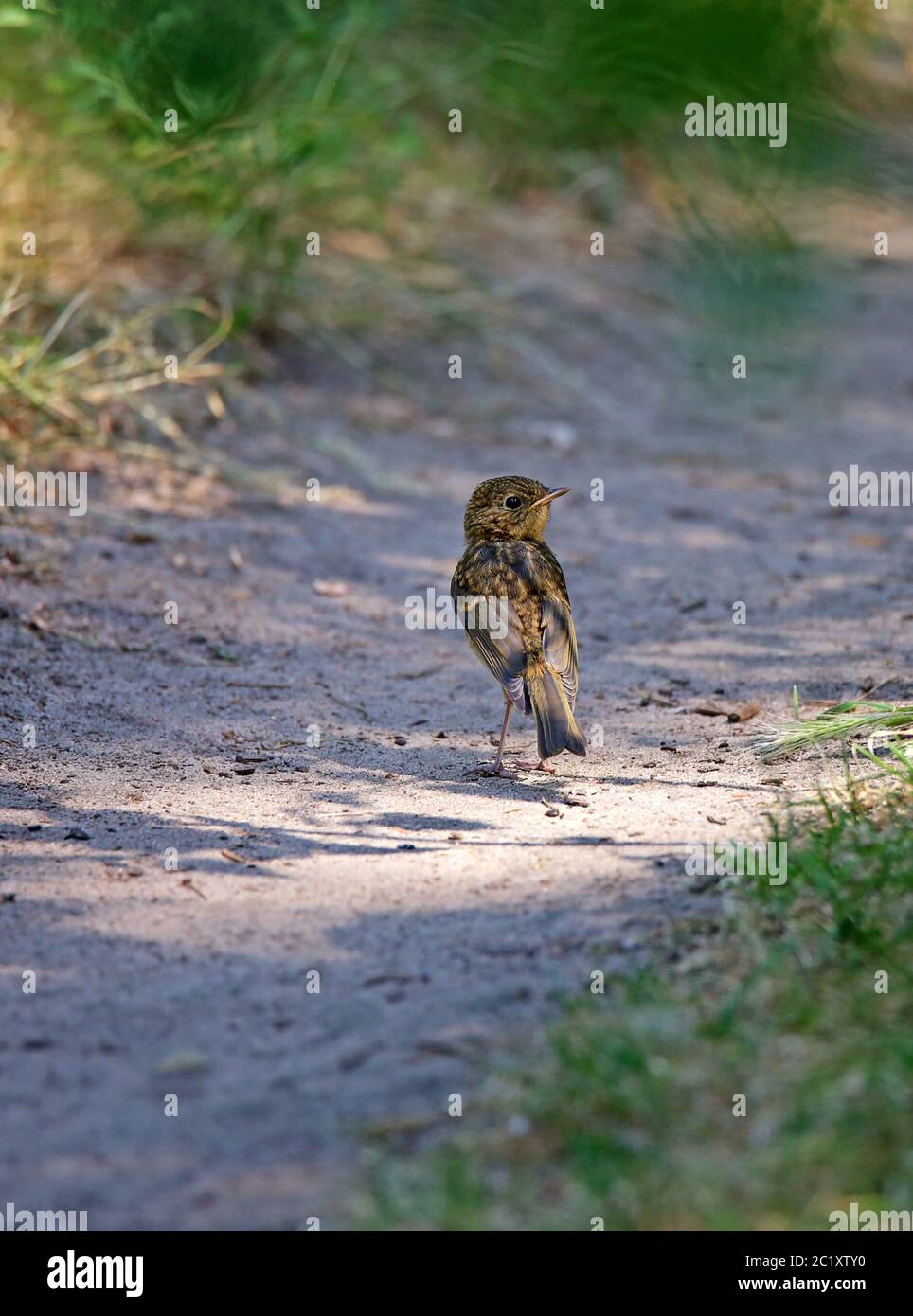 Young blackbird Turdus merula on forest trail Stock Photo