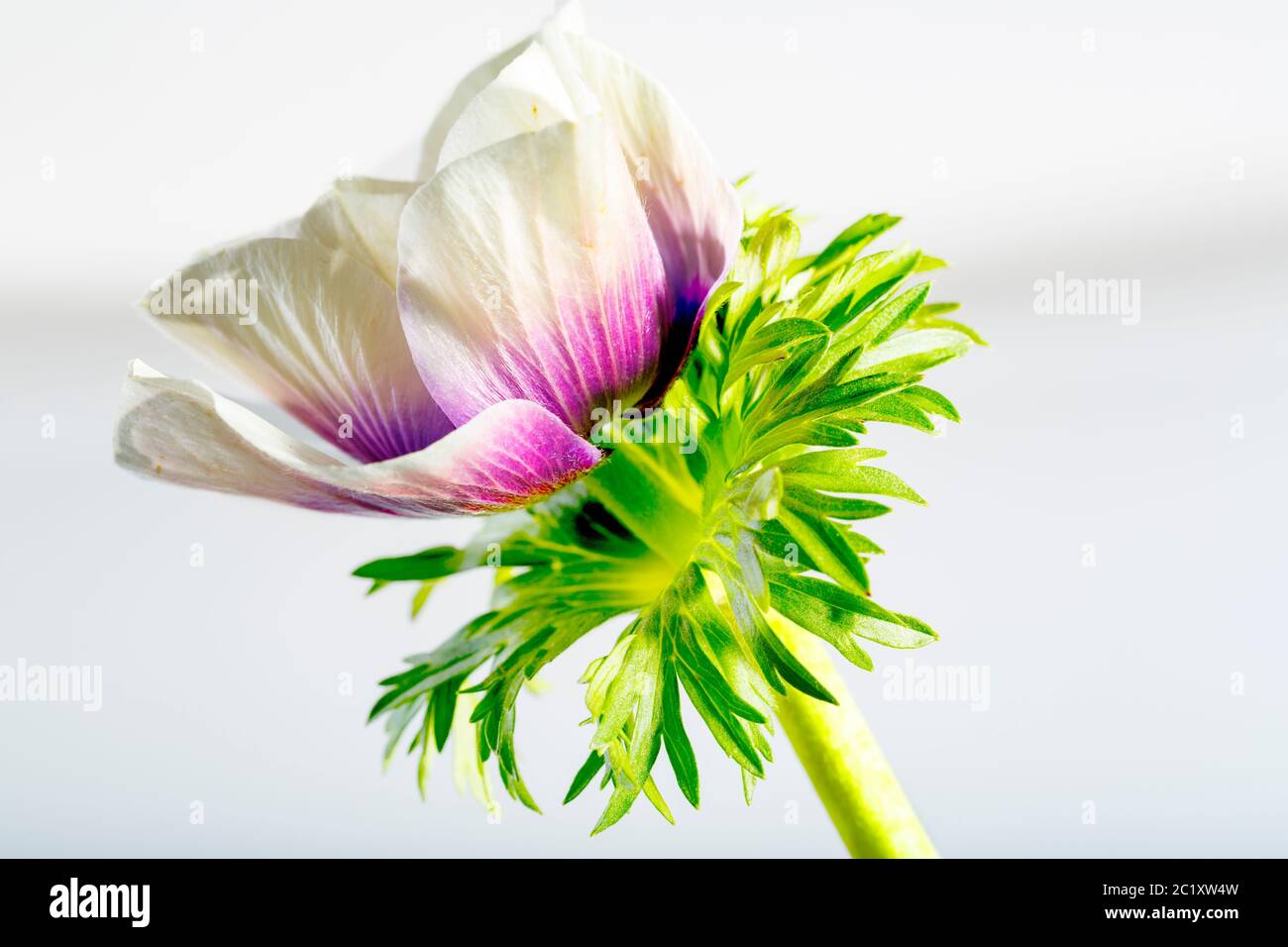 Plant portrait, anemone Stock Photo