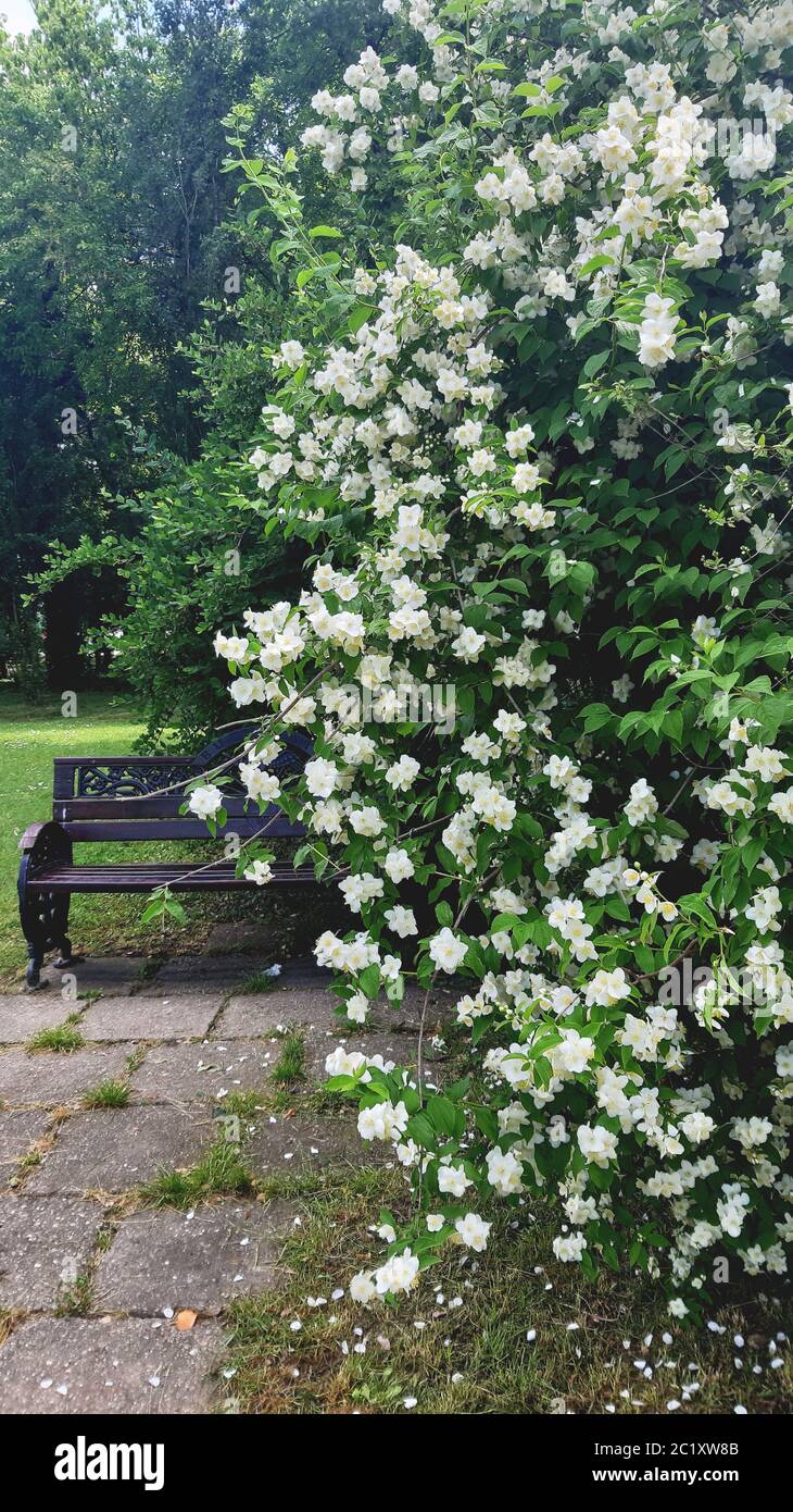 A jasmine tree in bloom in a park near a bench Stock Photo