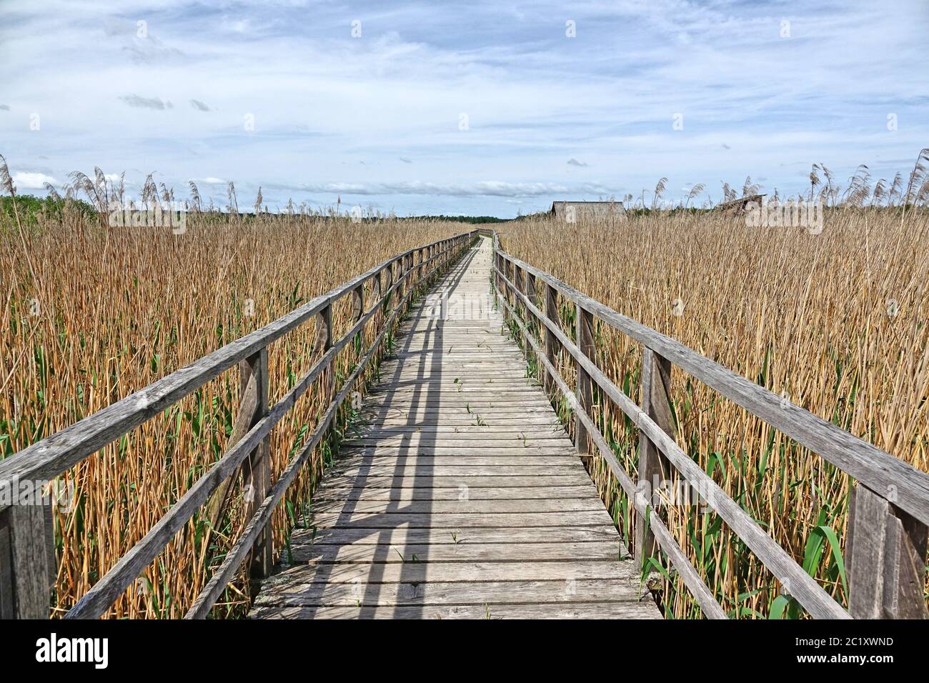 Wooden walkway through the reed belt at the Federsee Stock Photo