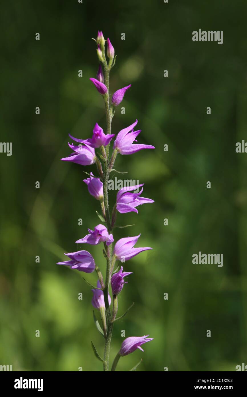 Red forest birdCephalanthera rubra from the Lily Valley in the Kaiserstuhl Stock Photo