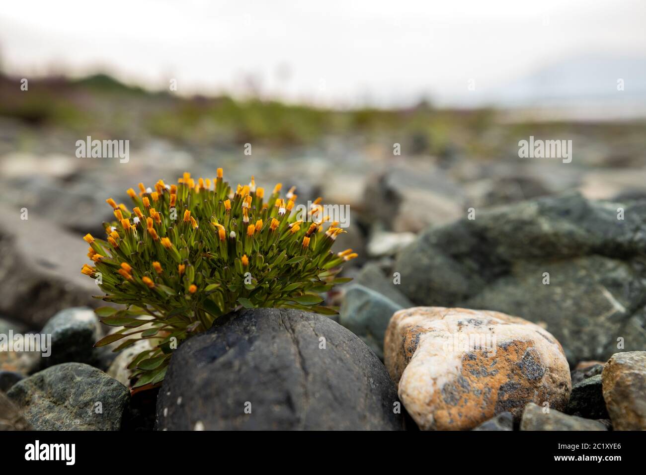 Flowers between Rocks at a Beach Stock Photo Alamy