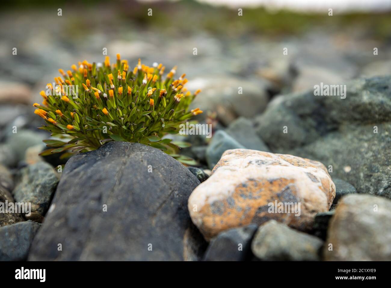 Flowers between Rocks at a Beach Stock Photo Alamy