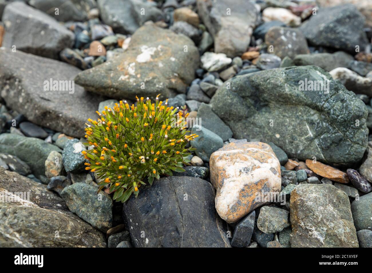 Flowers between Rocks at a Beach Stock Photo Alamy