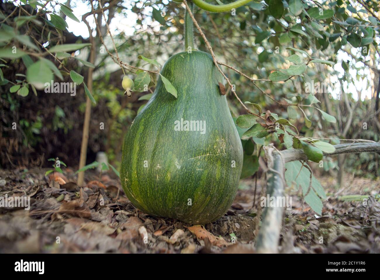 Big green pumpkin grows on a kitchen garden on the ground. Stock Photo