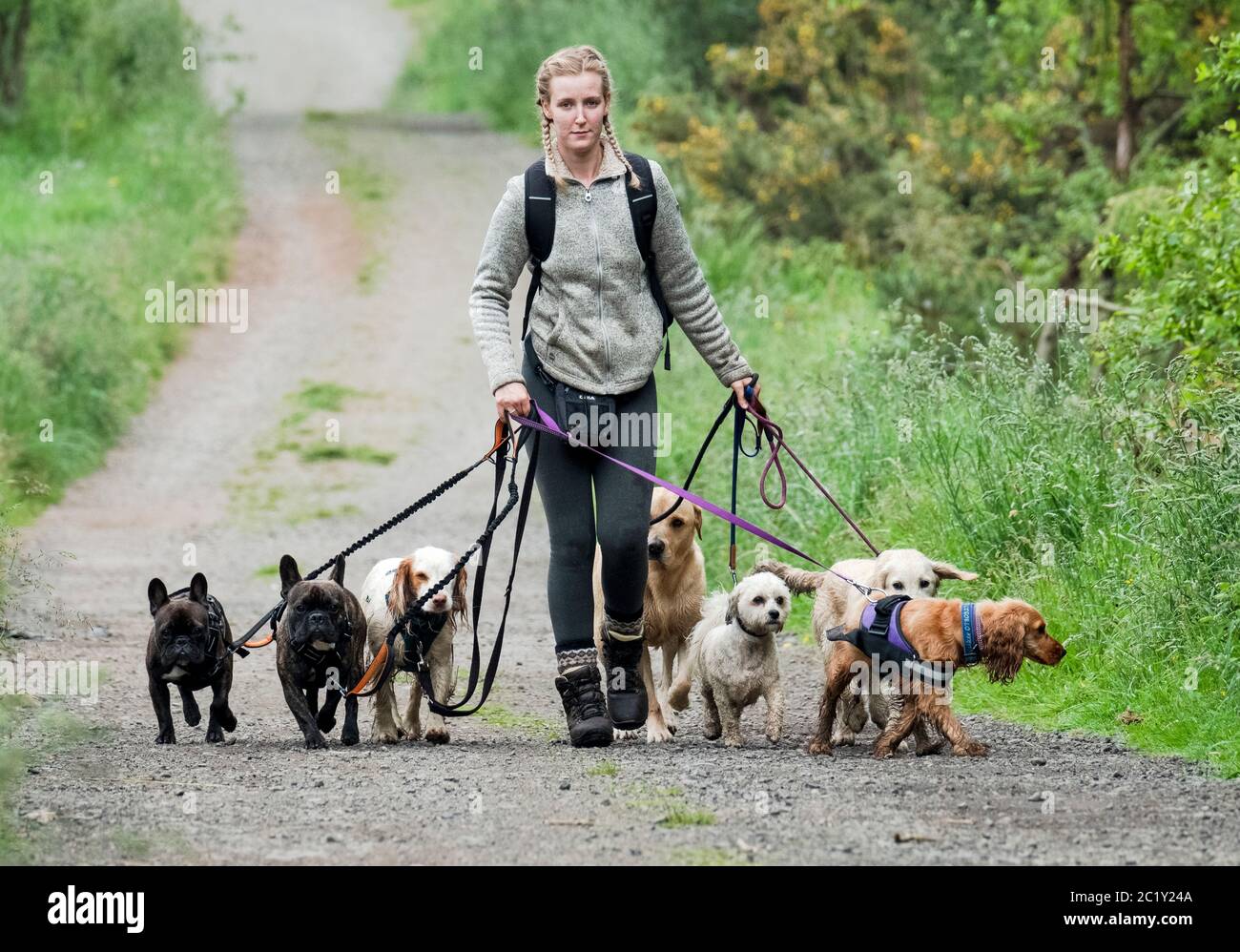 Professional dog waker exercising multiple dogs along a country lane, West Lothian, Scotland Stock Photo