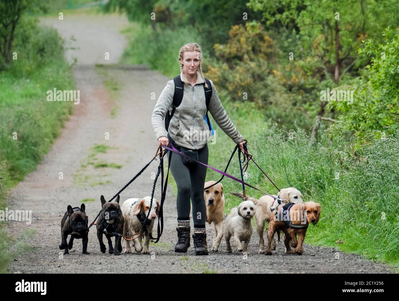 Professional dog waker exercising multiple dogs along a country lane, West Lothian, Scotland Stock Photo