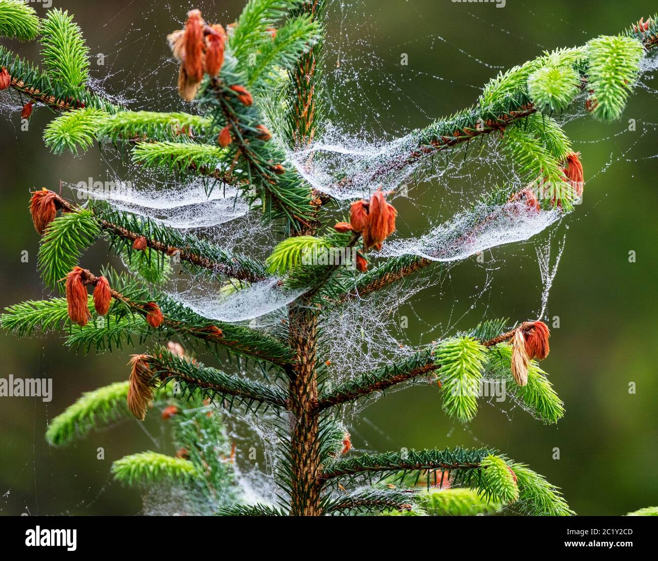 Sitka Spruce (Picea sitchensis) covered with spider web's and morning dew, West Lothian, Scotland. Stock Photo