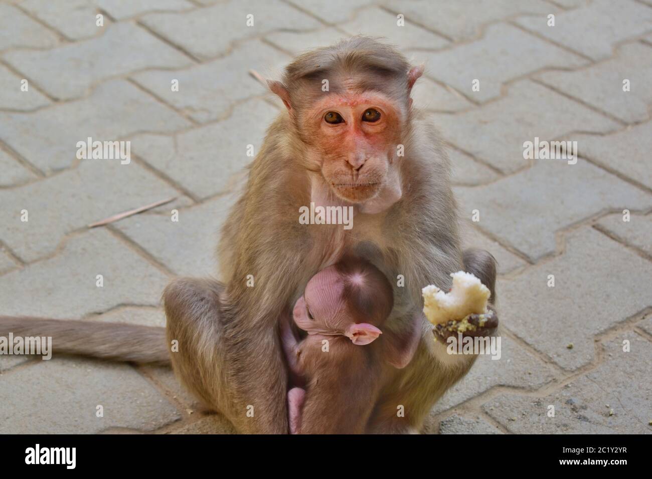 A monkey eating idli with its baby sitting or hugging its mother ,the monkey is looking at the camera with expressive eyes Stock Photo