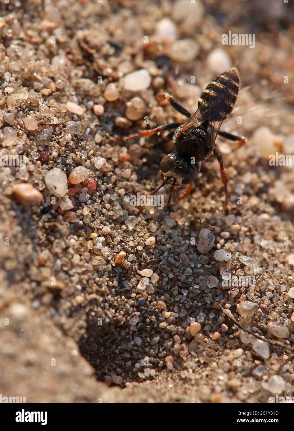 Tomb wasp Oxybelus latro from the dune Care SchÃ¶nau in Sandhausen Stock Photo