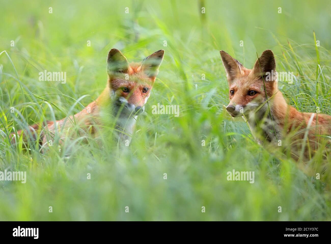 Foxes in a clearing Stock Photo