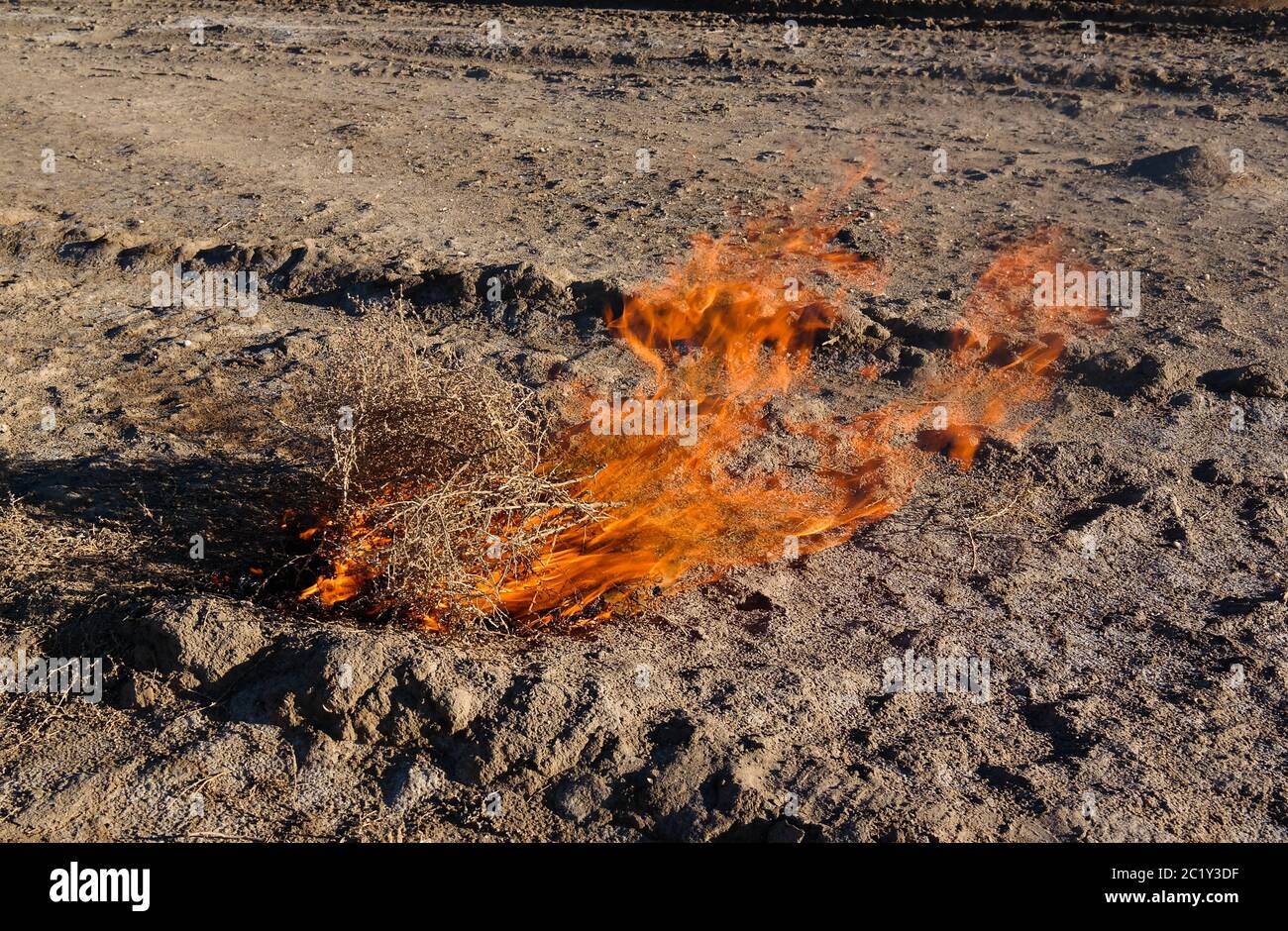Burning tumbleweed at Aralcum desert as a bed of former Aral sea, Karakalpakstan, uzbekistan Stock Photo