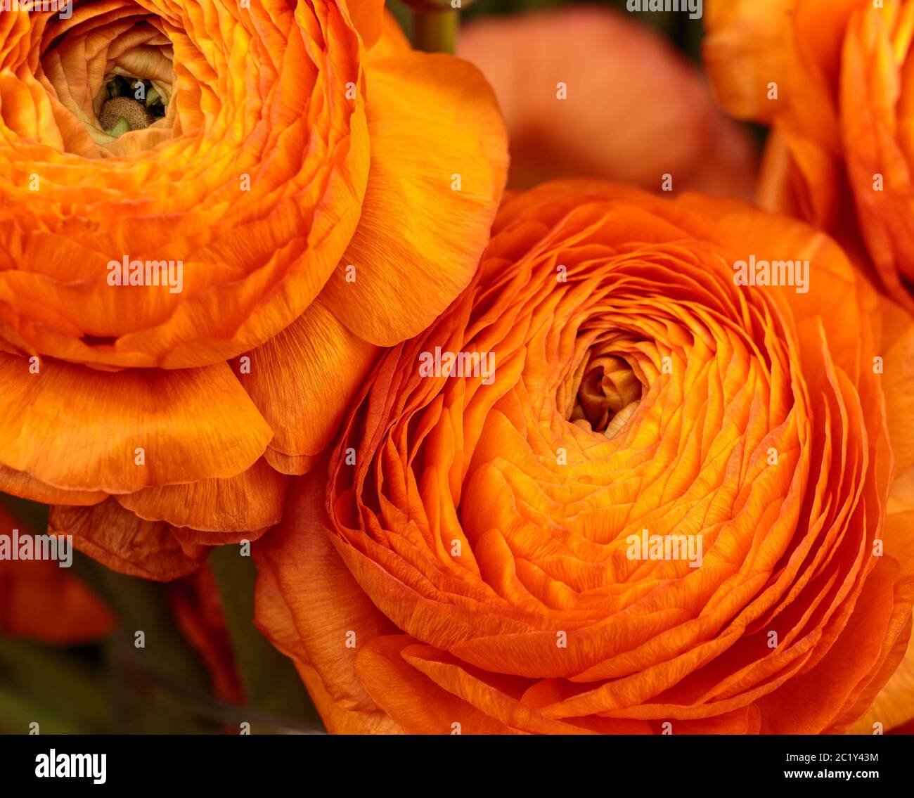 Beautiful orange herbaceous peony. Сlose up view of Ranunculus aka buttercup flower, exquisite, with a rose-like blossoms. Pers Stock Photo