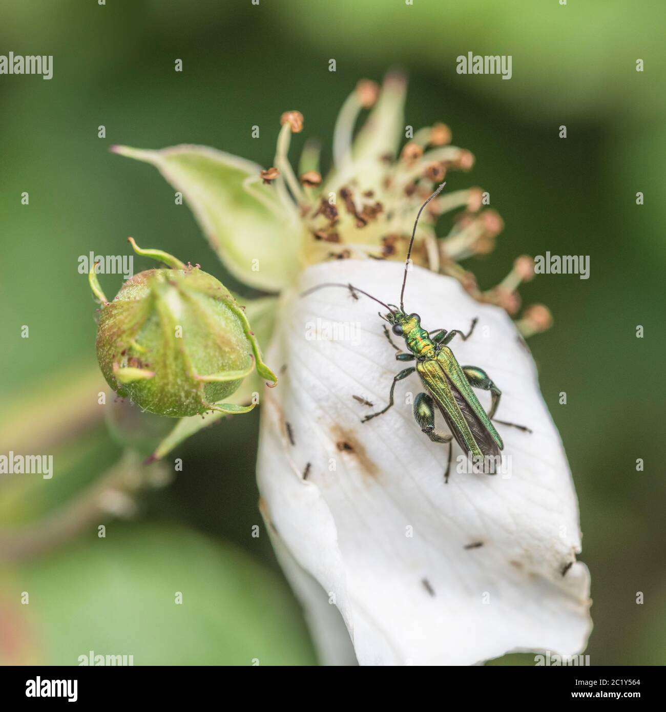 Green iridescent Swollen-Thighed Flower Beetle [Male] Oedemera nobilis ...