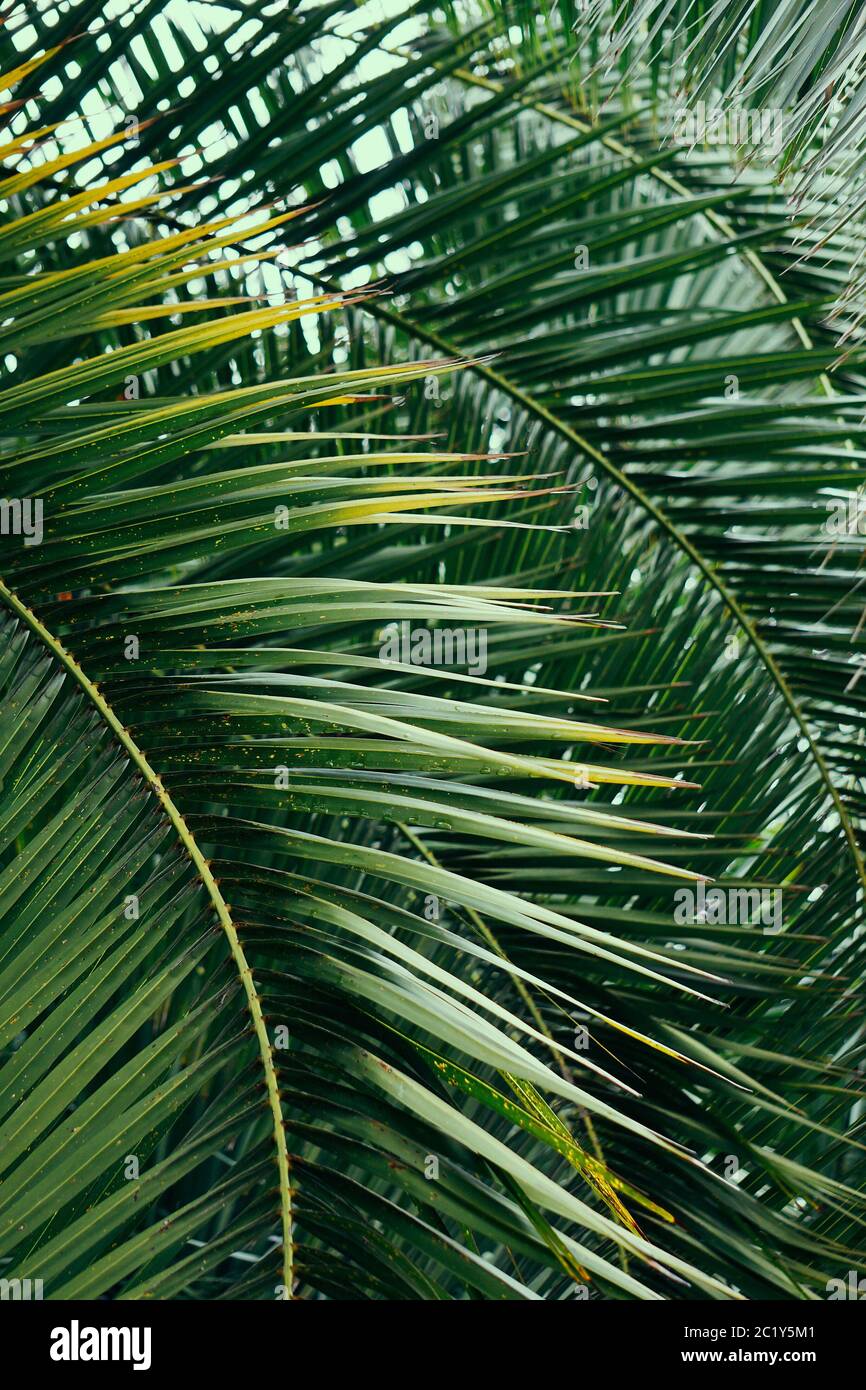 Palm leaves tree hi-res stock photography and images - Page 5 - Alamy