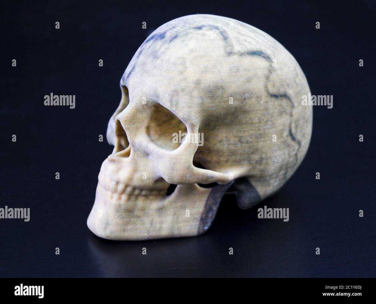 3D printed skull with gypsum as material and as side view picture Stock Photo