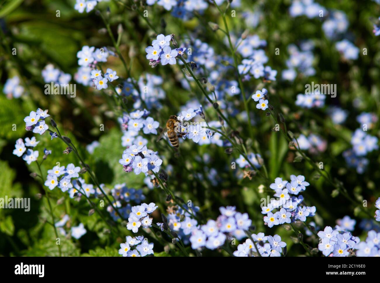 A bee on some forget me nots Stock Photo