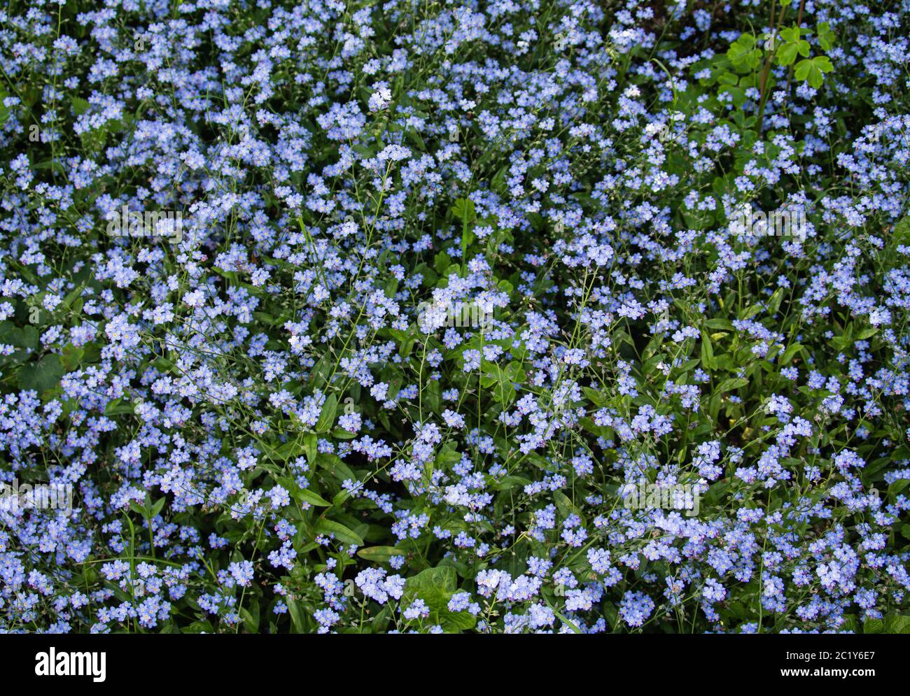 A huge ocean of forget-me-nots on a meadow Stock Photo