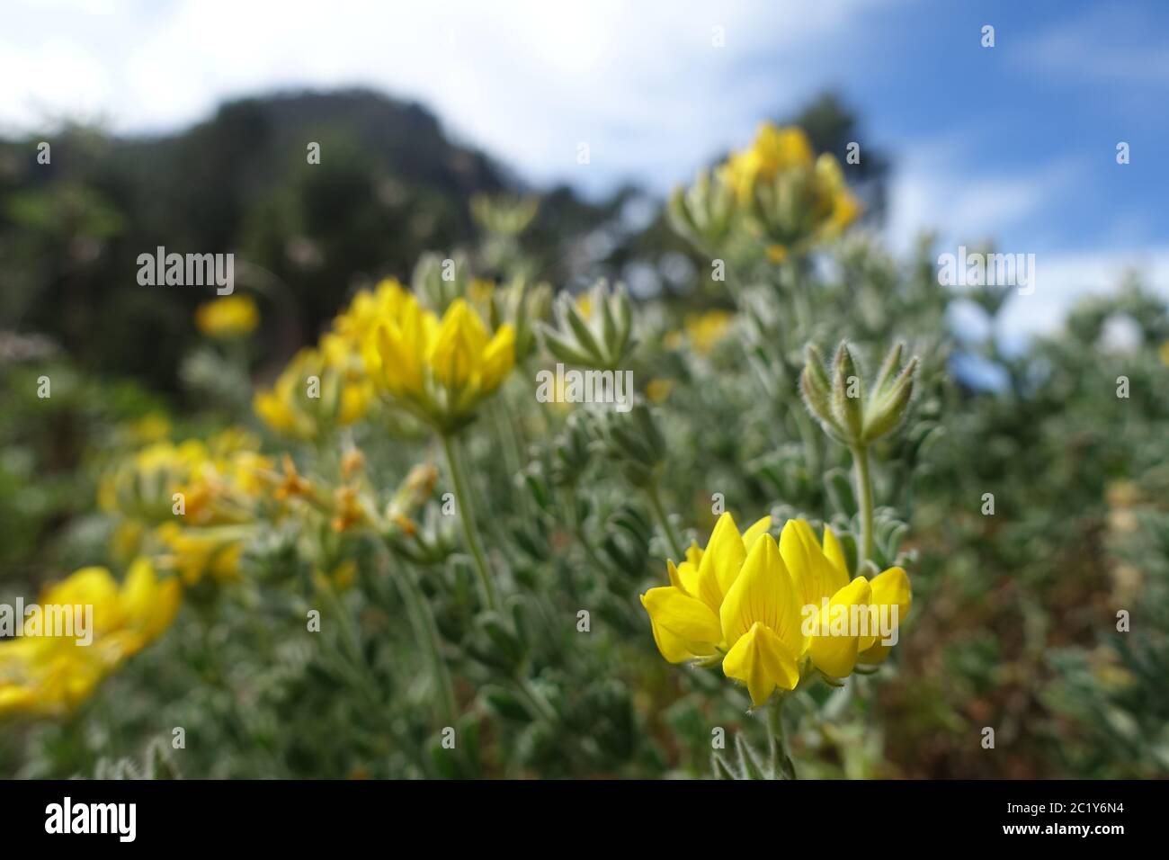 Canary Island pine wood sorrel (Lotus campalocladus), endemic to the Canary Islands Stock Photo