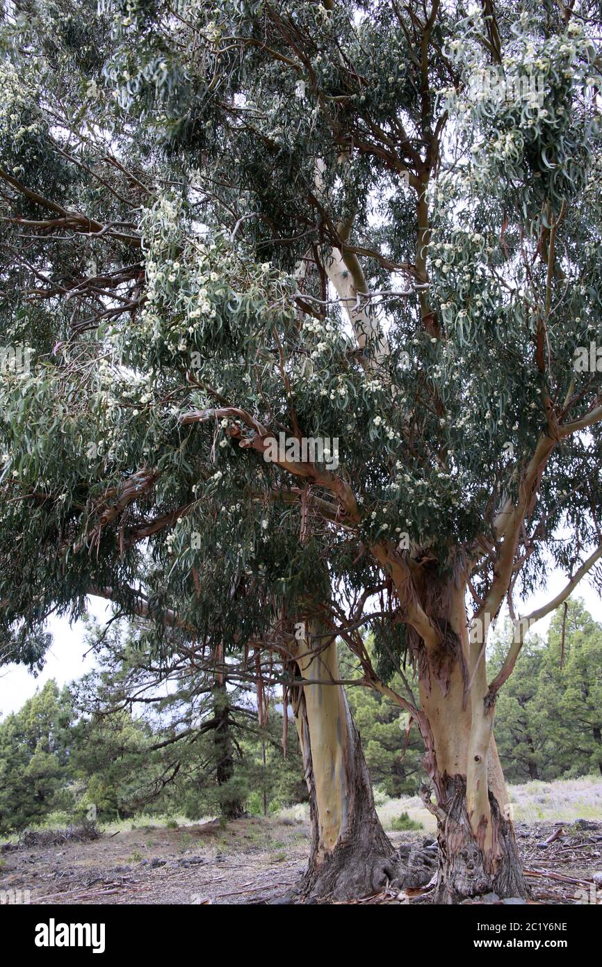 Common fever tree (Eucalyptus globulus), Eucalyptus Stock Photo