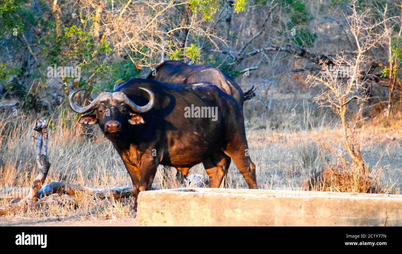 Portrait of African buffalo or Cape buffalo in the Mkhaya Game Reserve,Siphofaneni, Eswatini former Swaziland Stock Photo