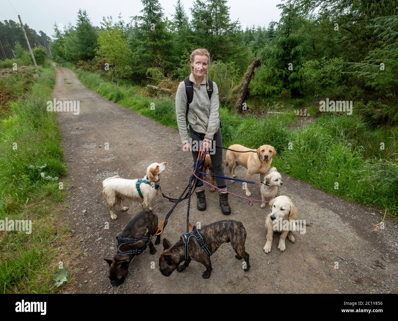Professional dog waker exercising multiple dogs along a country lane, West Lothian, Scotland Stock Photo