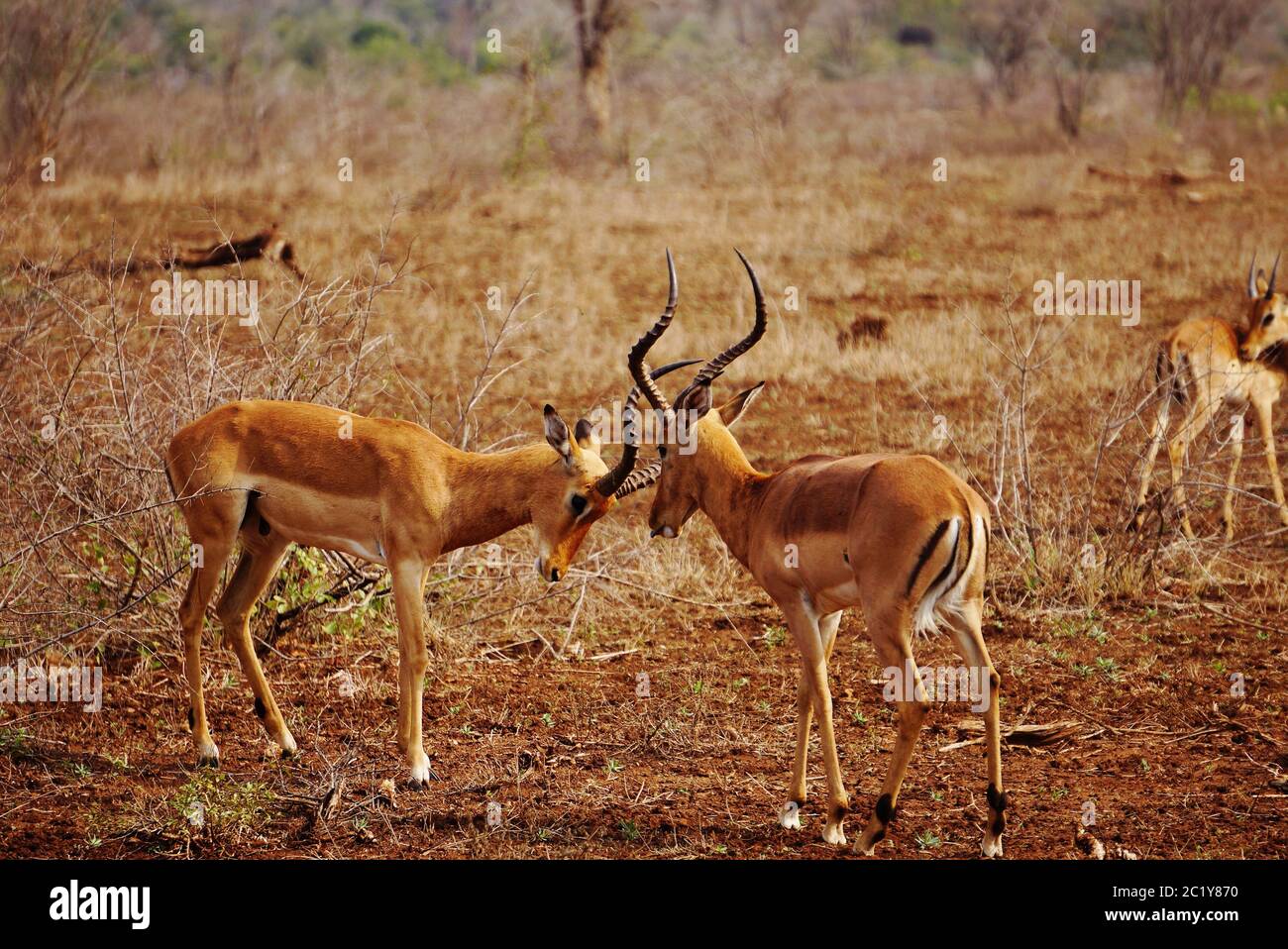 Male Impalas in a battle Stock Photo