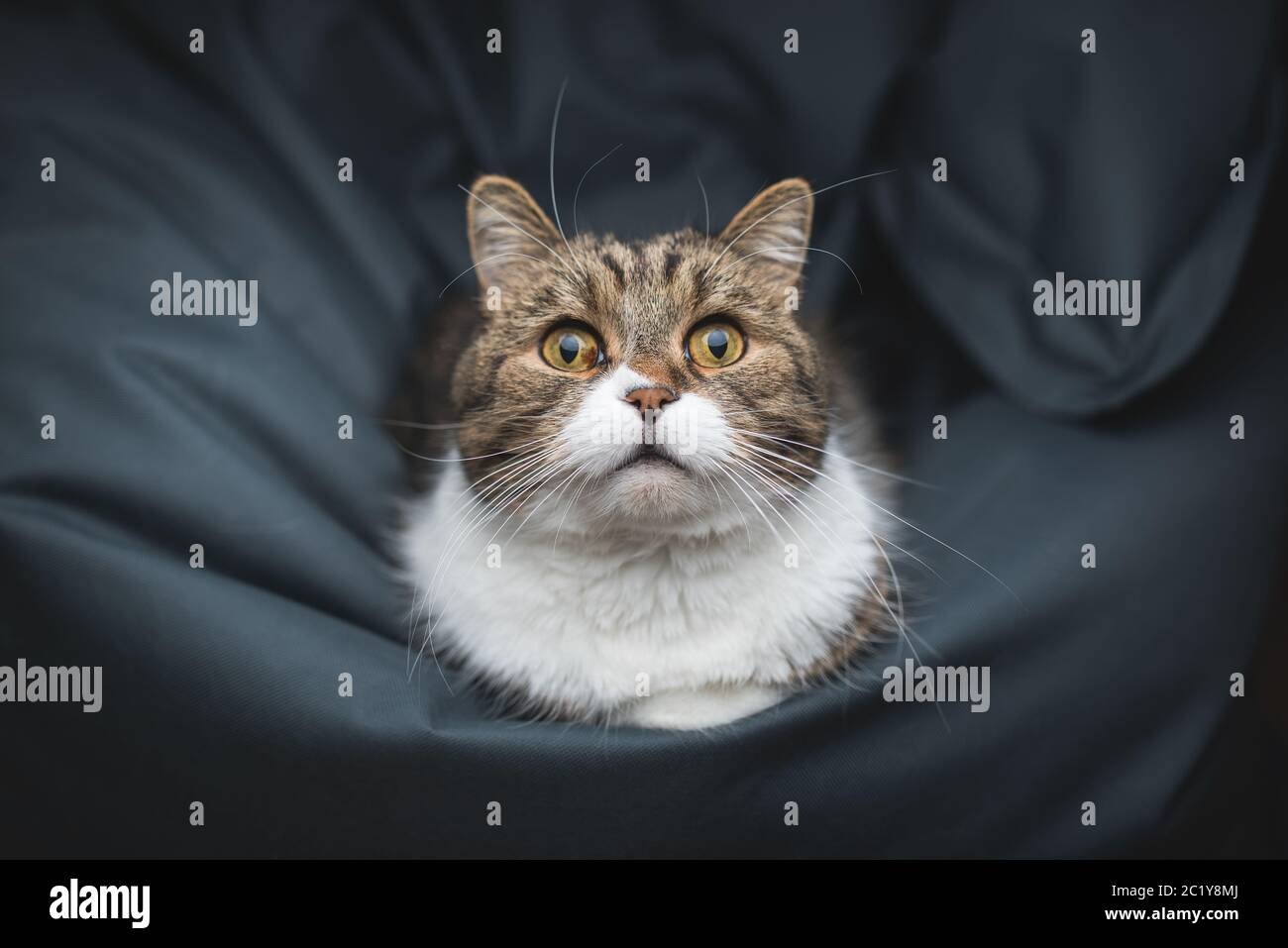 portrait of a tabby british shorthair cat relaxing on bean bag staring at camera Stock Photo
