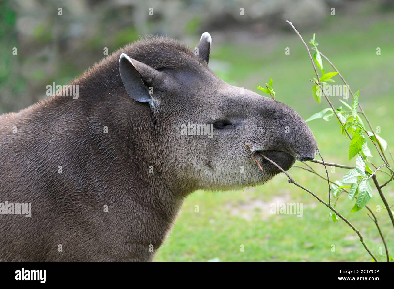 Portrait of south American tapir Stock Photo