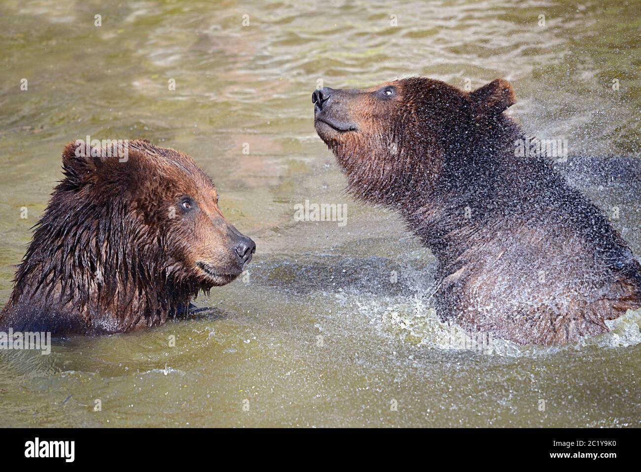 Grizzlies in the water Stock Photo