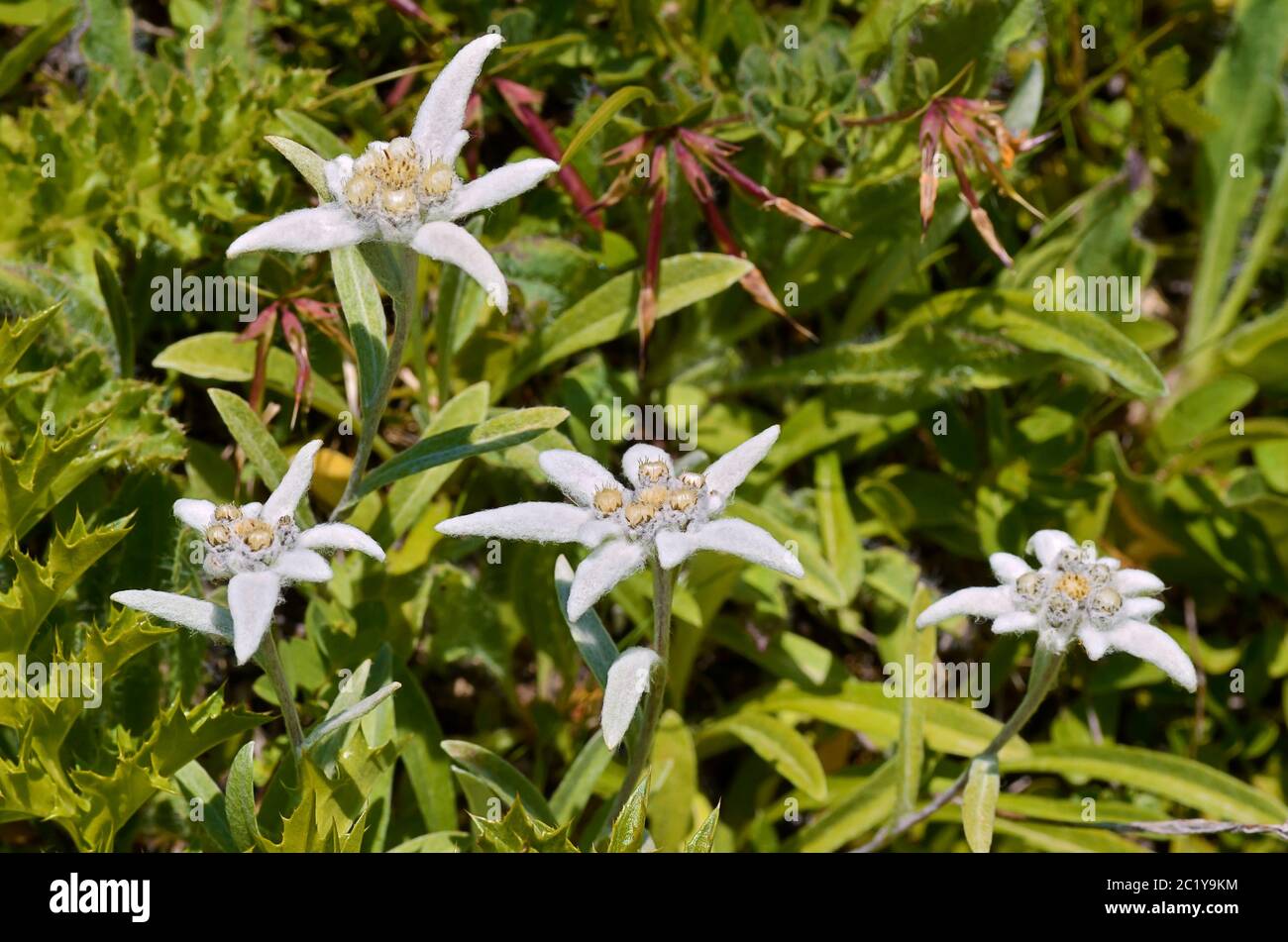 Edelweiss Alpine flowers Stock Photo Alamy