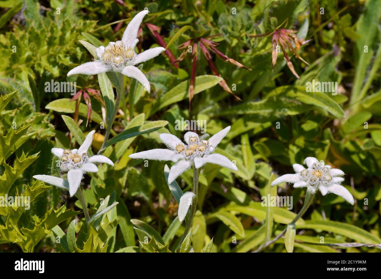 Edelweiss Alpine flowers Stock Photo
