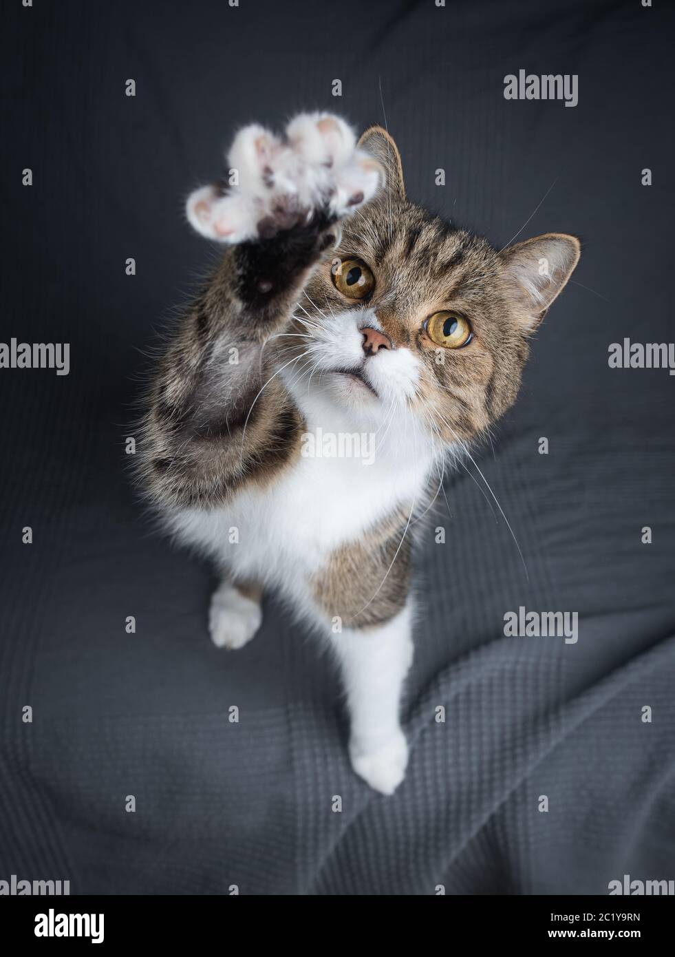 playful tabby british shorthair cat raising the paw to reach cat's toy Stock Photo