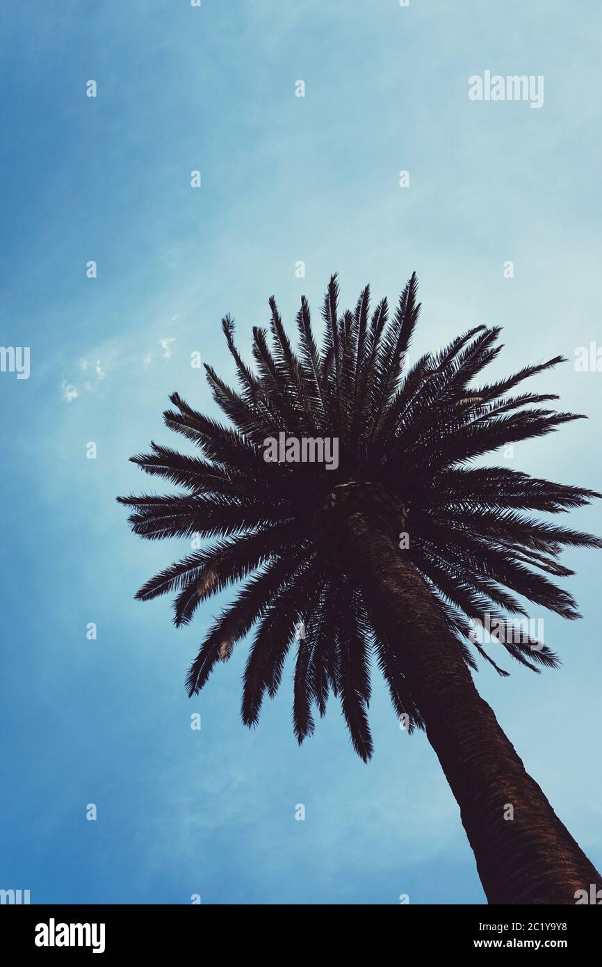 Palm tree park hi-res stock photography and images - Alamy