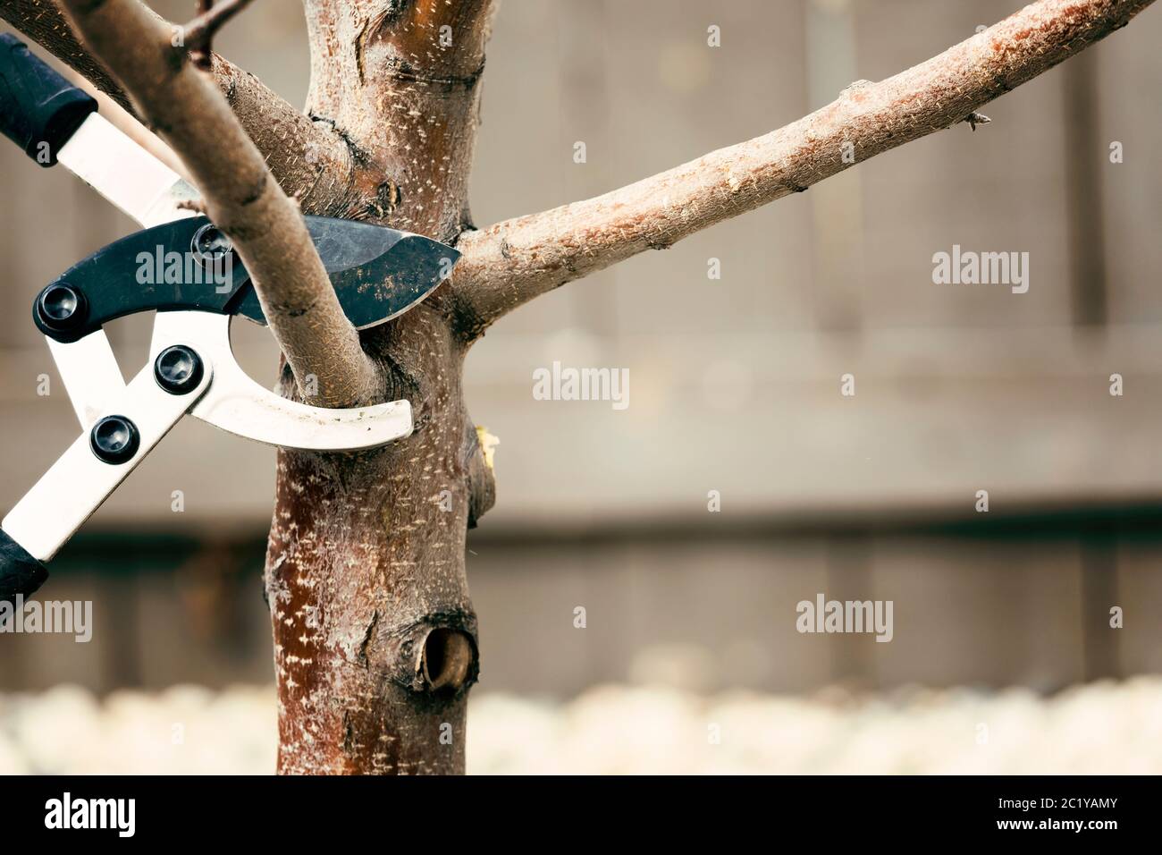 Pruning tree branches early in spring Stock Photo
