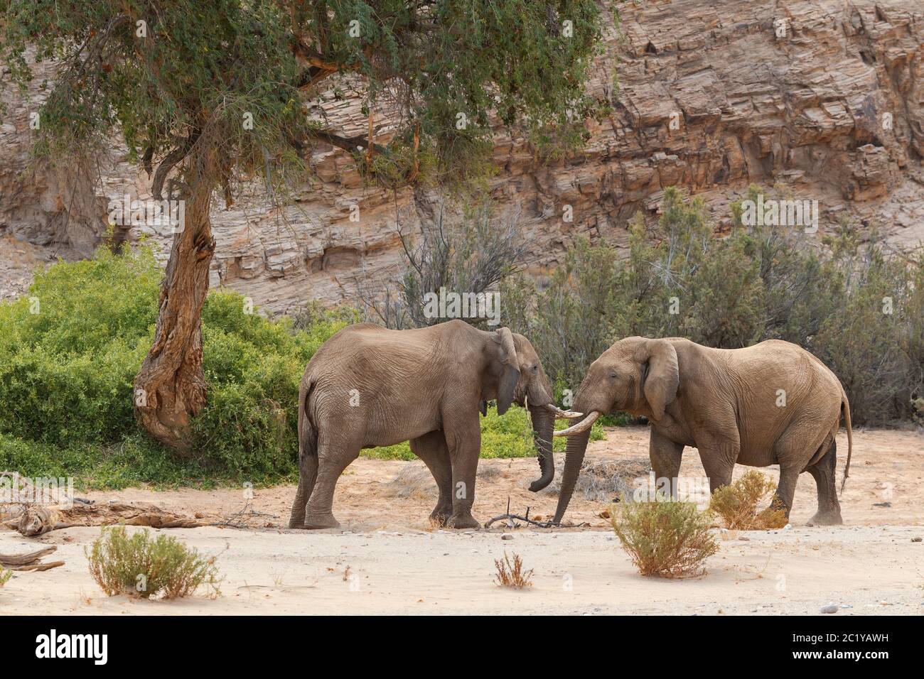 African Desert Elephants two Loxodonta Africana bulls standing in opposite each other, full length, side view in Hoanib riverbed, Damaraland, Namibia Stock Photo
