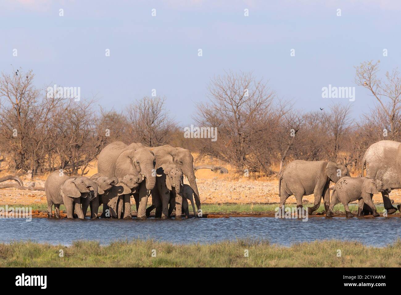 African elephant herd, Loxodonta Africana, in water drinking at waterhole. Etosha National Park, Namibia Stock Photo