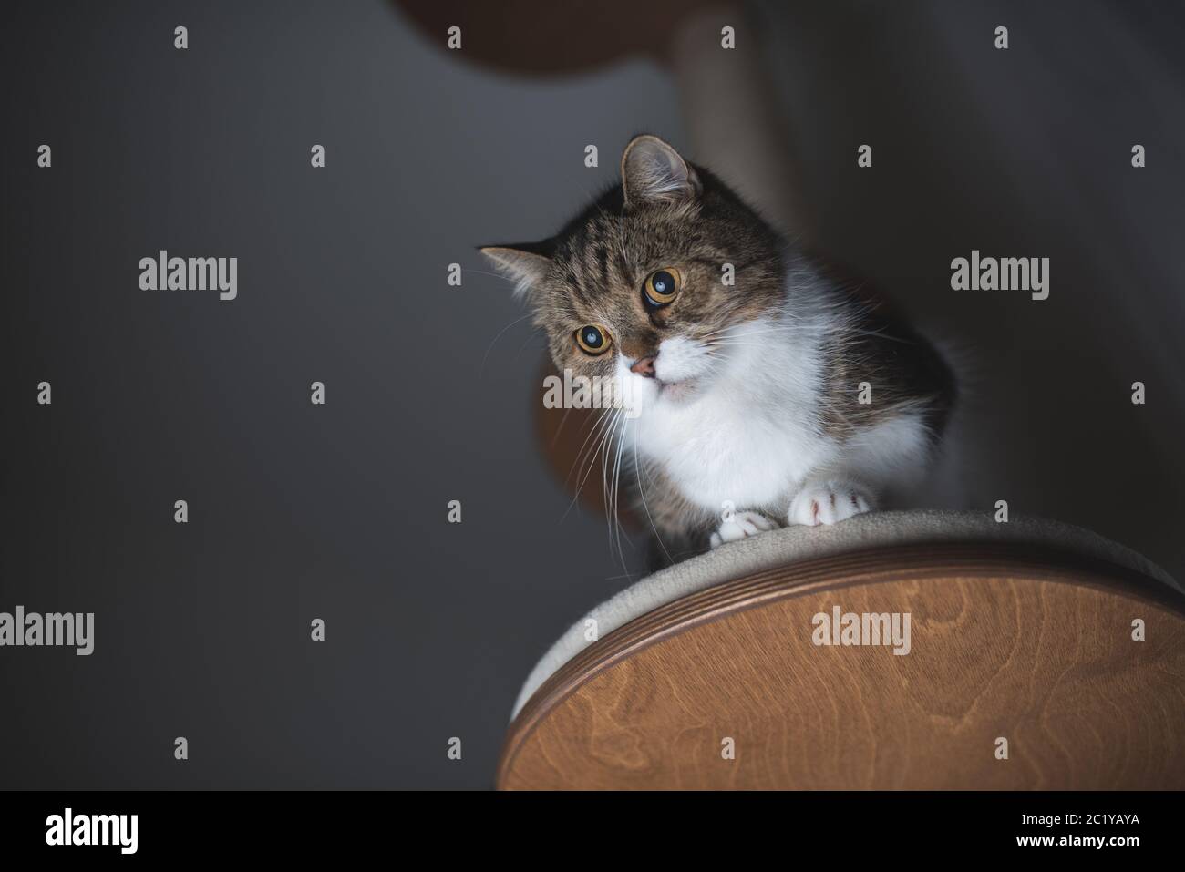 angled cat scratching post
