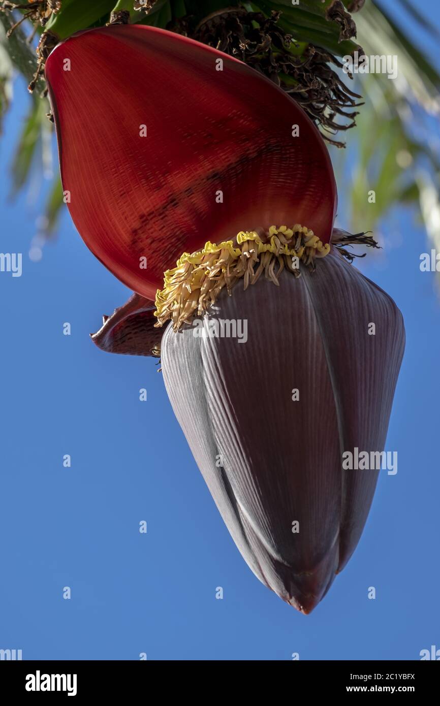 Blood stand of a banana plant Stock Photo