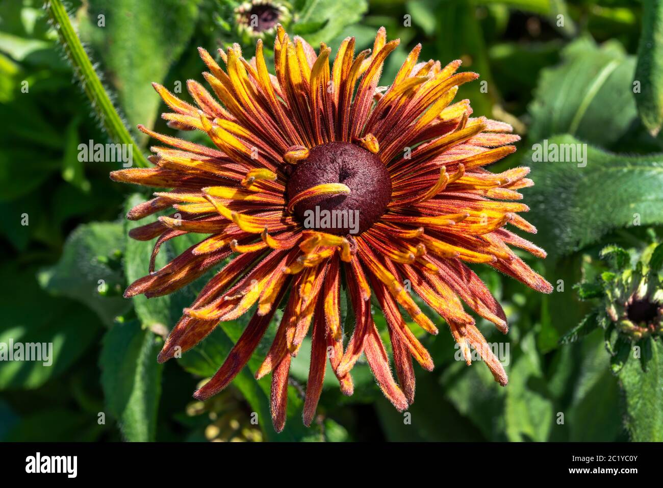 Rudbeckia hirta 'Chim Chiminee' a yellow orange red herbaceous perennial summer autumn flower plant commonly known as Black Eyed Susan or Coneflower s Stock Photo